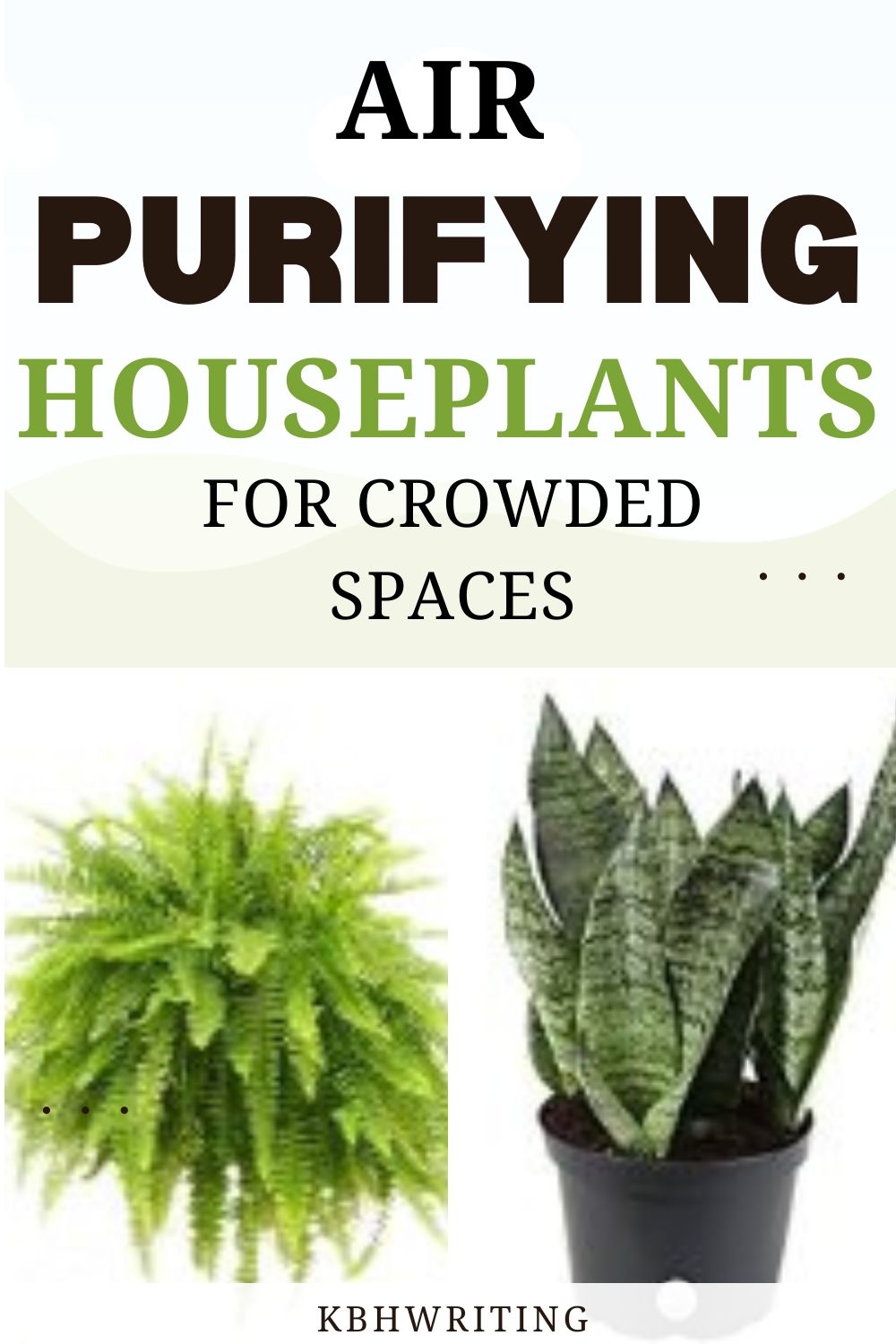 Best Air Purifying Plants For Overcrowded Spaces.