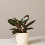 Best Air Purifying Plants 