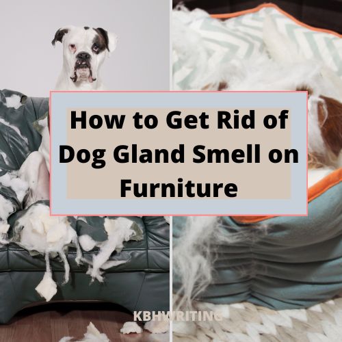 Get Rid of Dog Gland Smell on Furniture