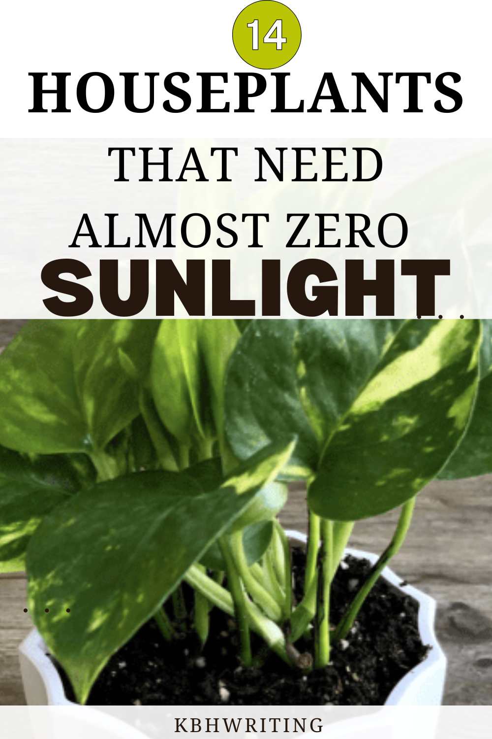 Houseplants That Need Almost Zero Sunlight