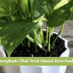 14 Houseplants That Need Almost Zero Sunlight to Flourish