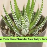 15 Best Non-Toxic HousePlants for Your Baby’s Nursery