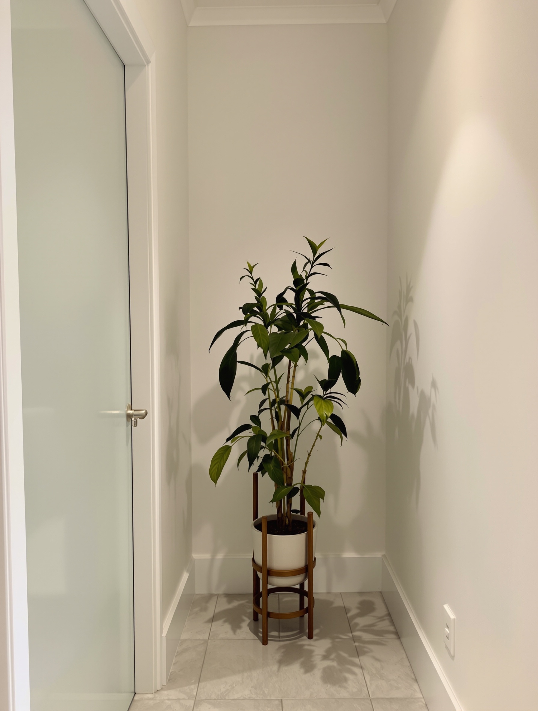A narrow plant stand with a green plant in a small entryway.
